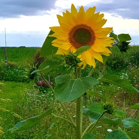 Hoeve Beusdalshof Ingber