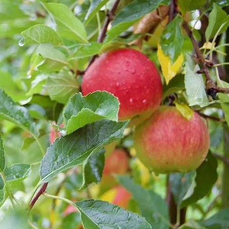 Hoeve Beusdalshof * Ingber