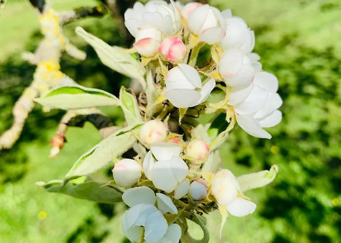 Отель Hoeve Beusdalshof Ingber