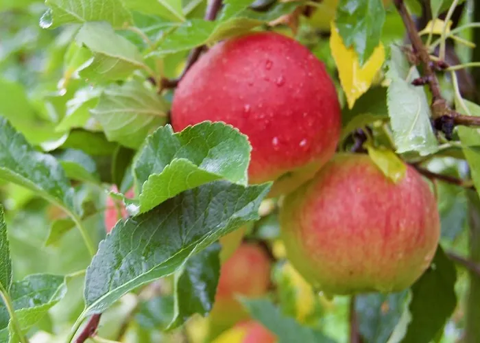 Hoeve Beusdalshof * Ingber